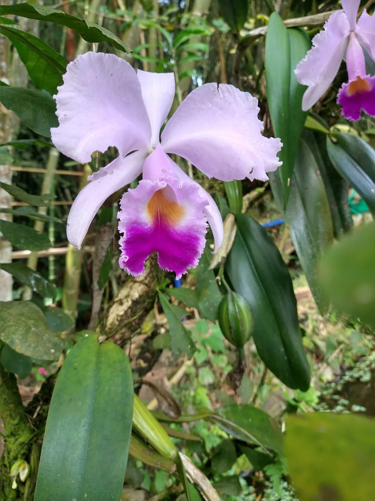 Reserva Natural Orquídeas del Tolima, IBAGUÉ, TOLIMA